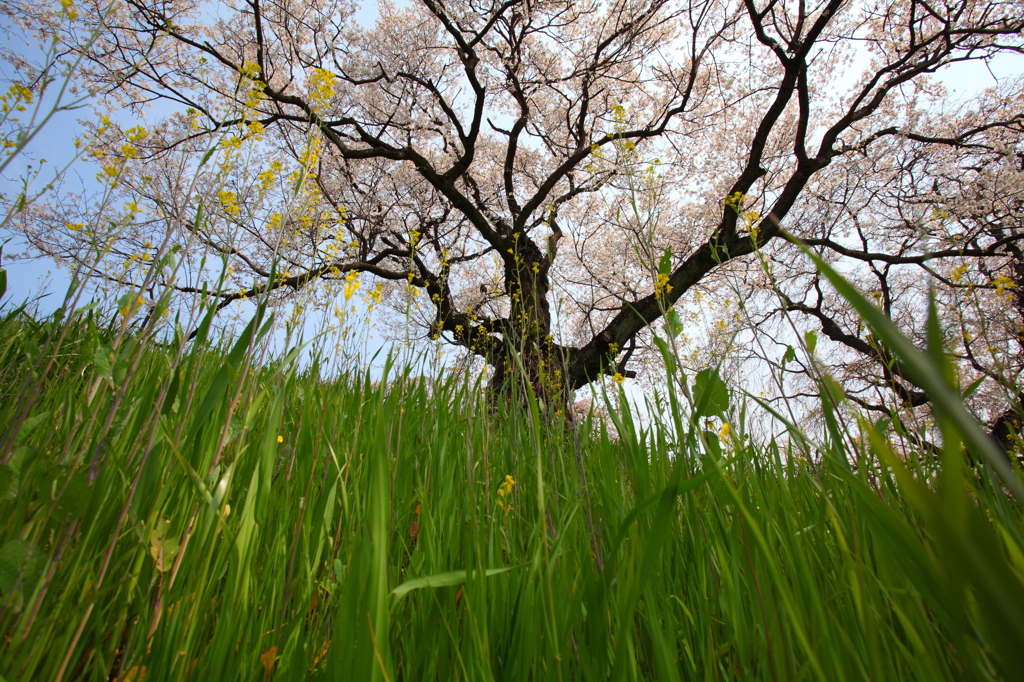 桜と菜の花
