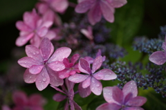 みずみずしい紫陽花