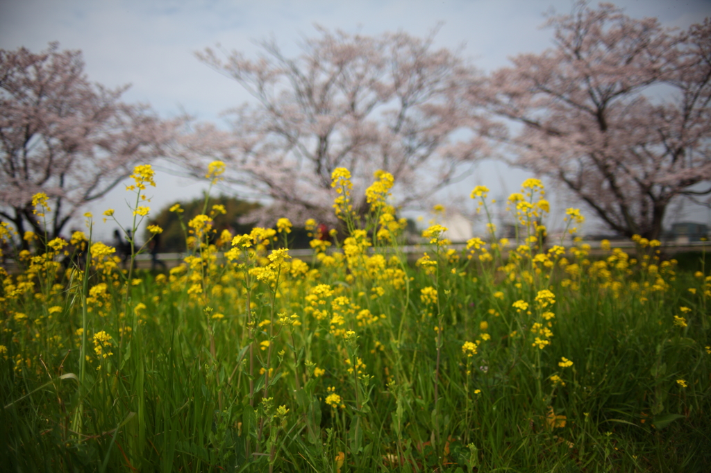 菜の花と桜