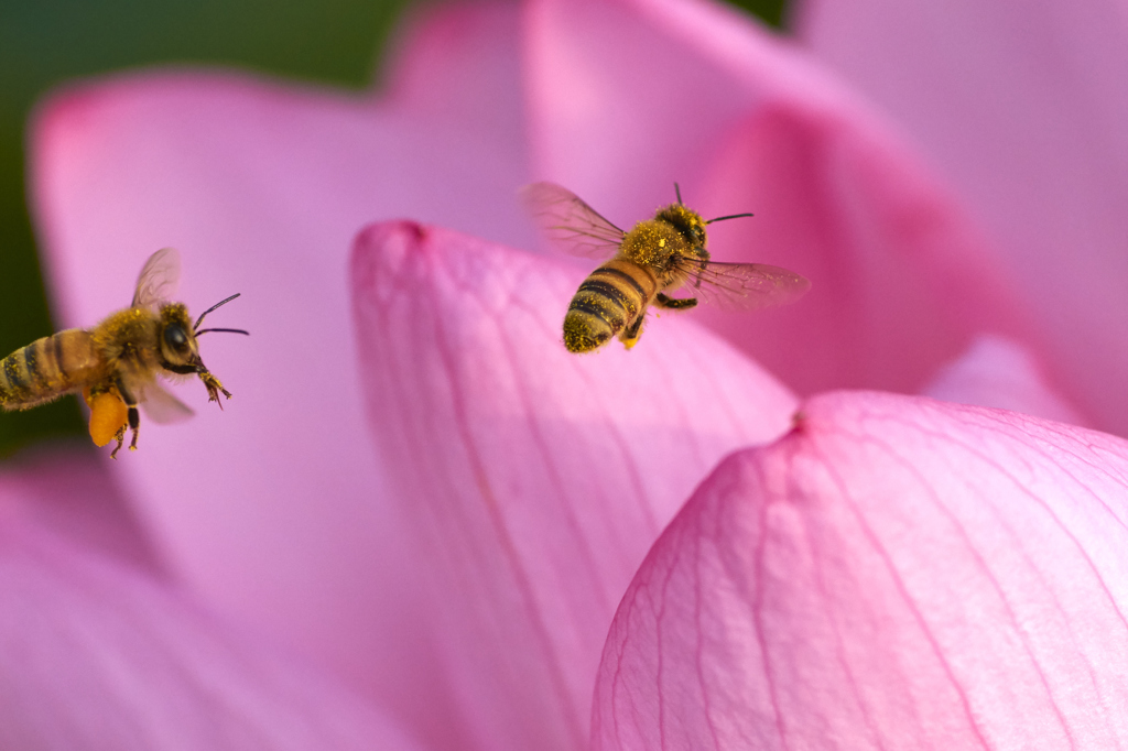 蜜蜂の行進
