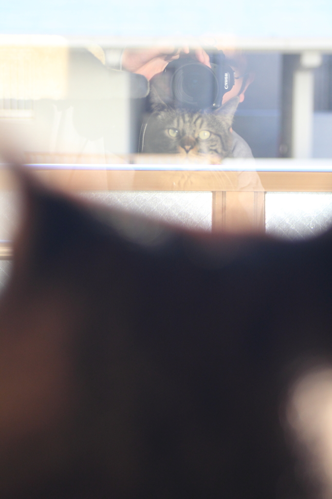 LサイズとXLサイズの猫