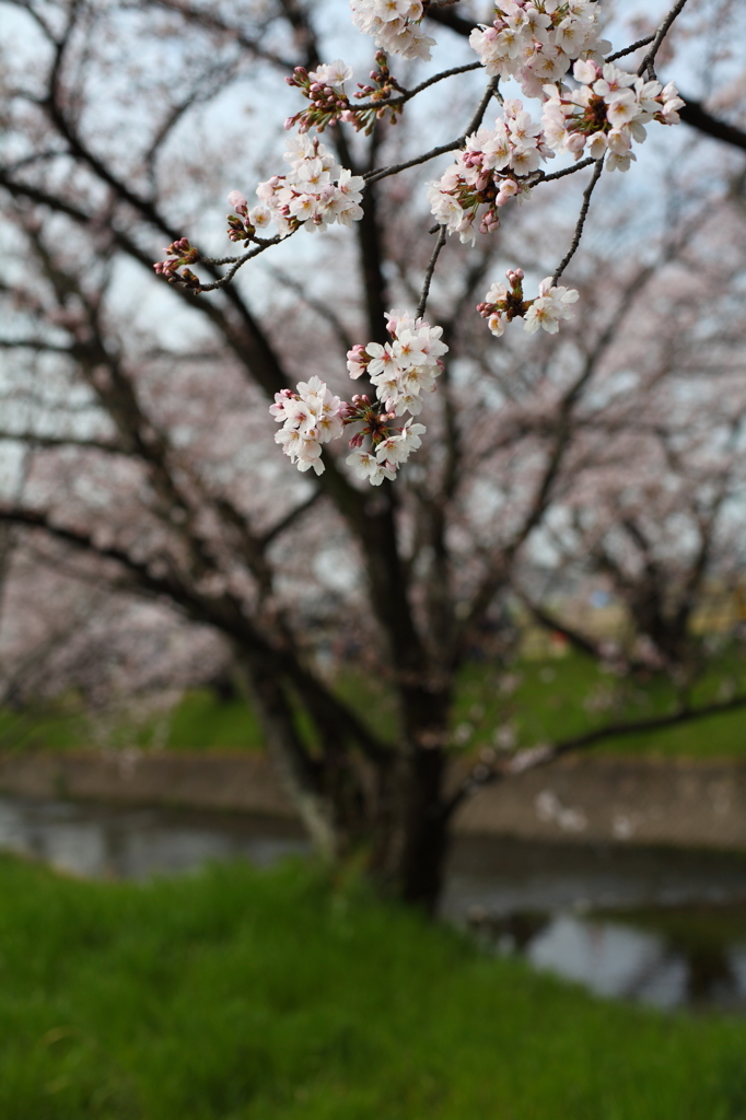 五条川の桜