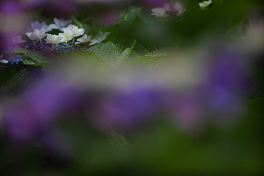 やっぱりこの花が好き。