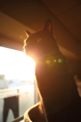 夕日