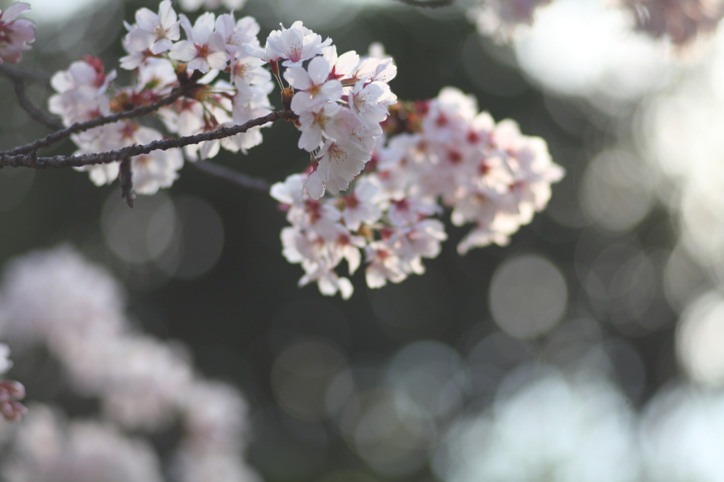 桜