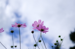 コスモスの花言葉