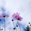 コスモスの花言葉