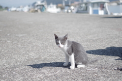 島の子猫