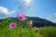 コスモスの裏の顔
