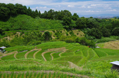 千早赤阪村　棚田