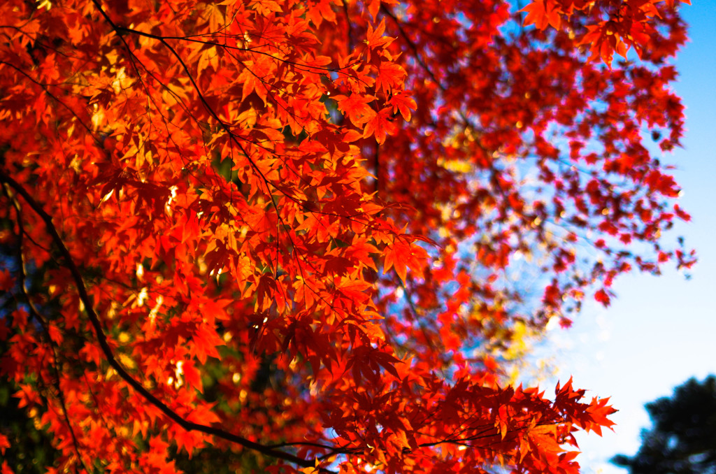 紅く