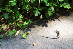 DSC05459