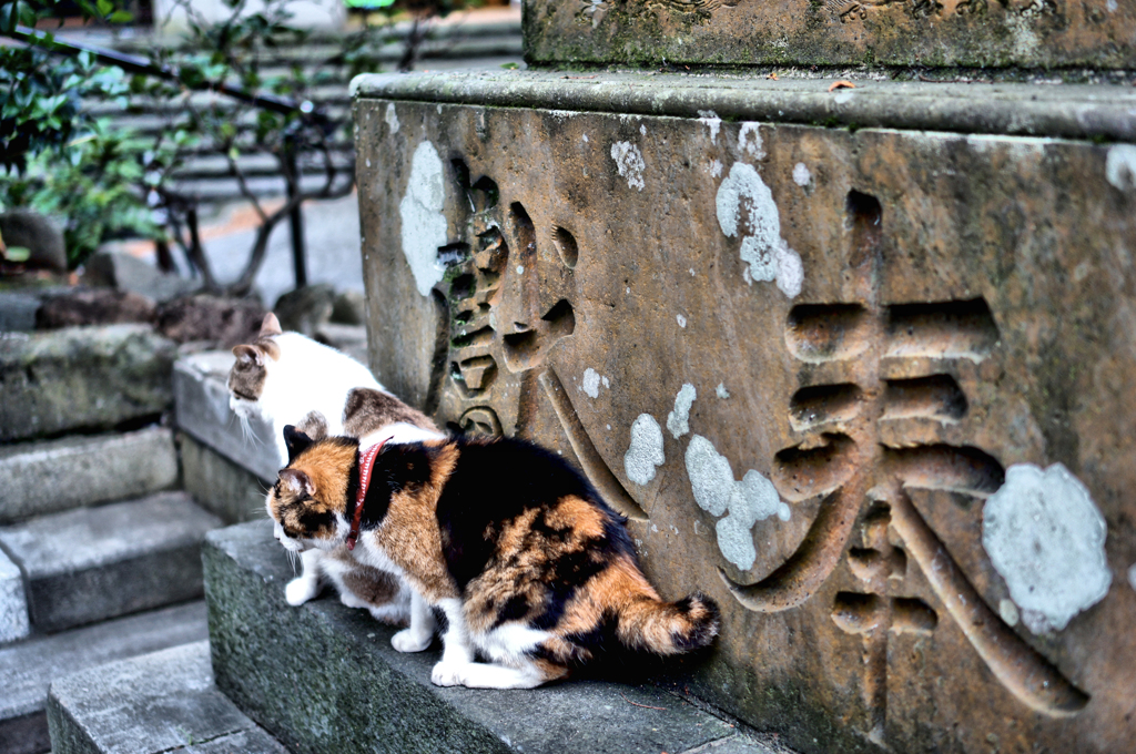 江島神社の守り猫 (3)