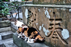 江島神社の守り猫 (3)