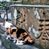 江島神社の守り猫 (3)