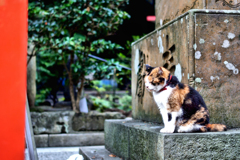 江島神社の守り猫