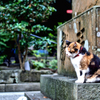 江島神社の守り猫