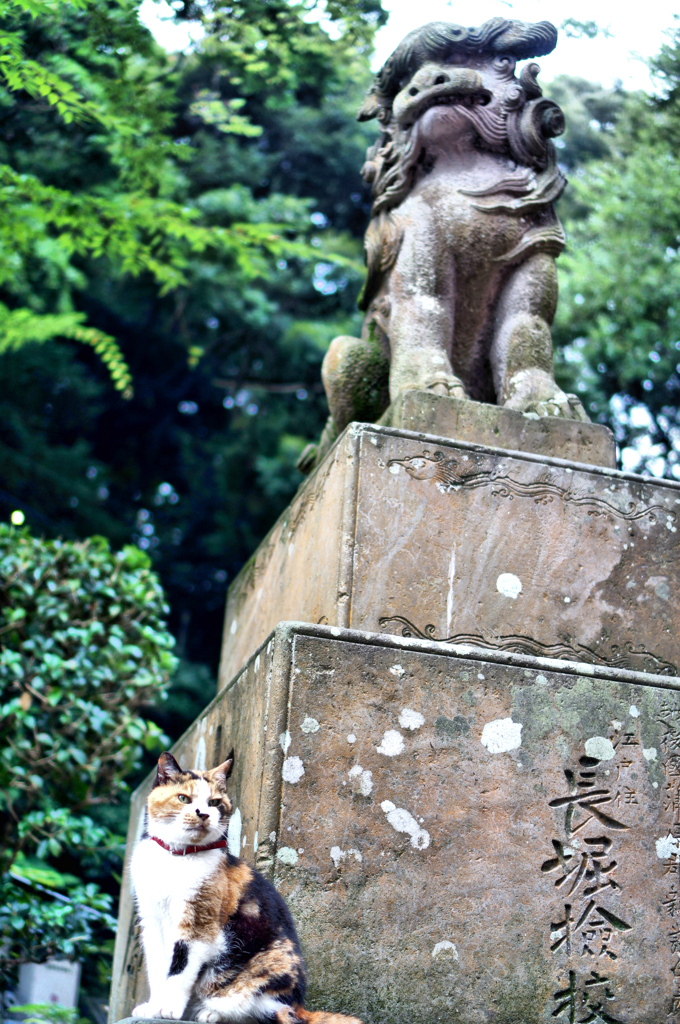 江島神社の守り猫 (2)