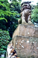 江島神社の守り猫 (2)