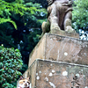 江島神社の守り猫 (2)