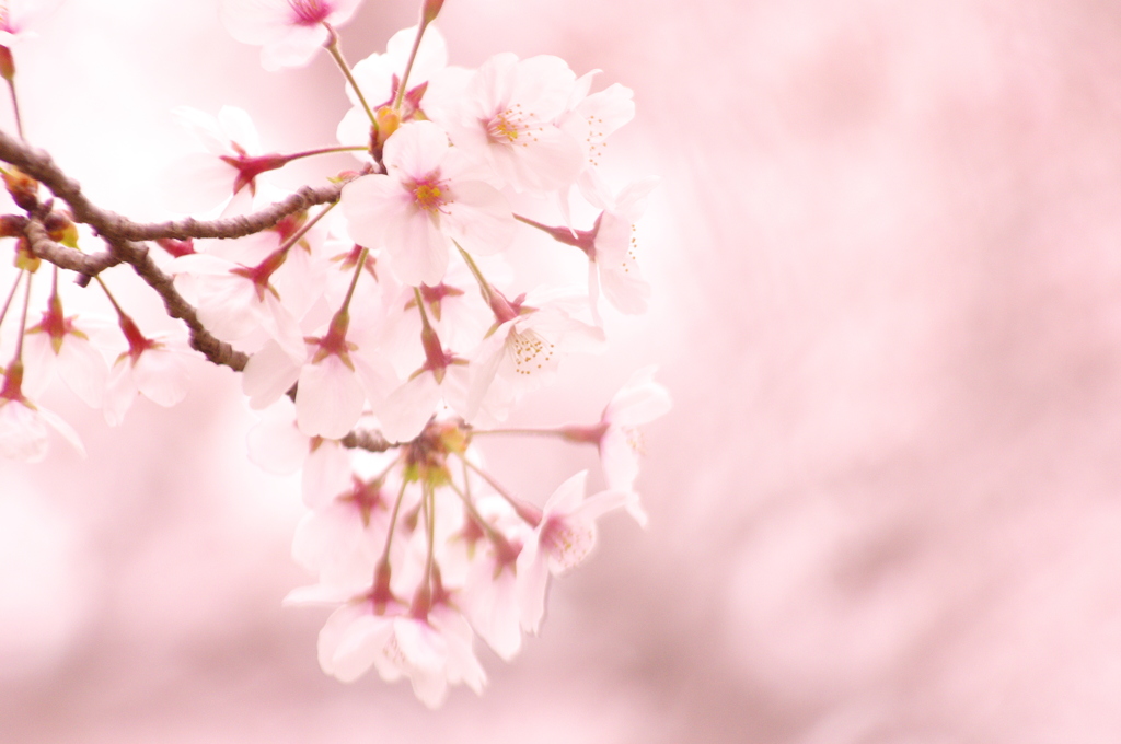 pink flower