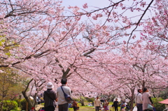 天井桜