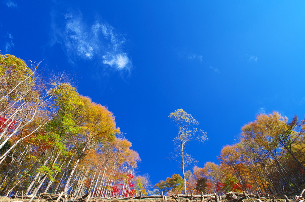 秋空