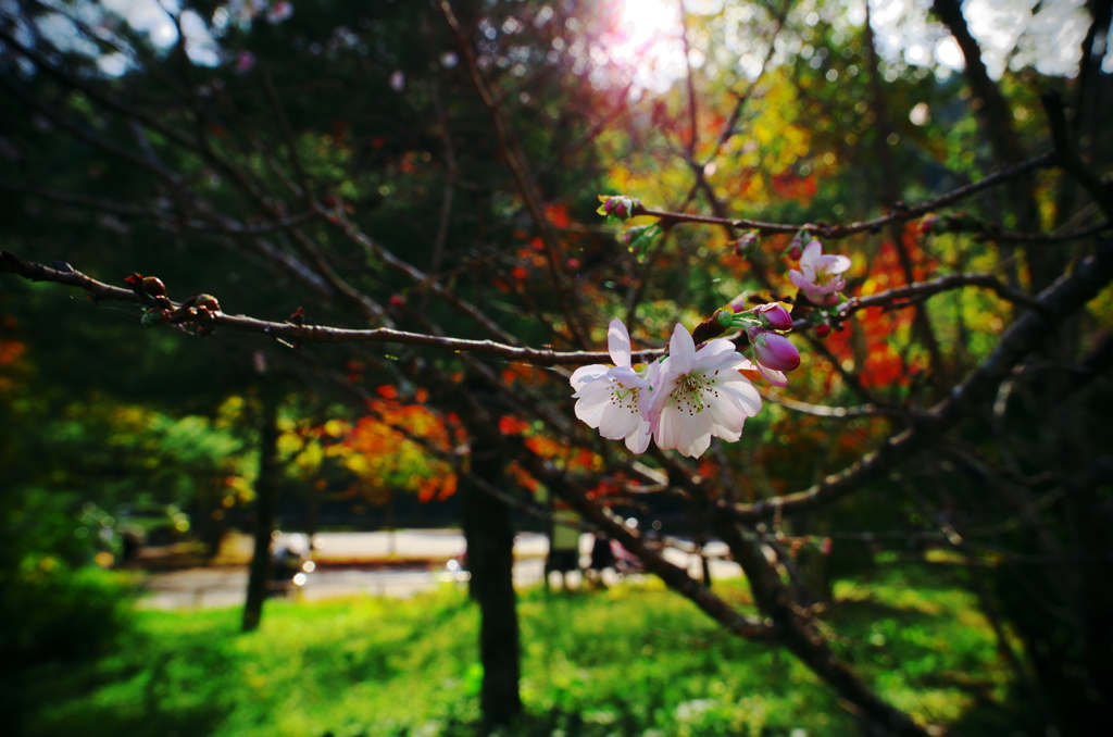 十月桜