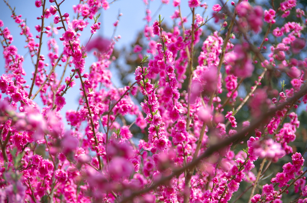 桃の花