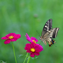 Autumn Butterfly