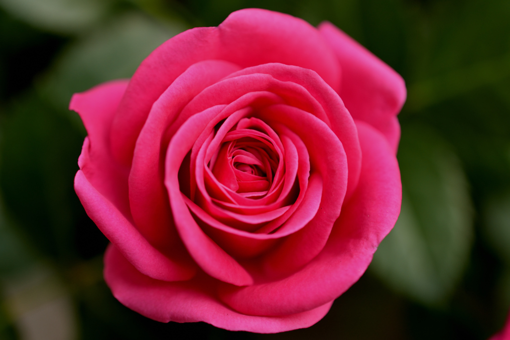 Elegant Rose