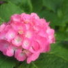 ふわっとPink^^