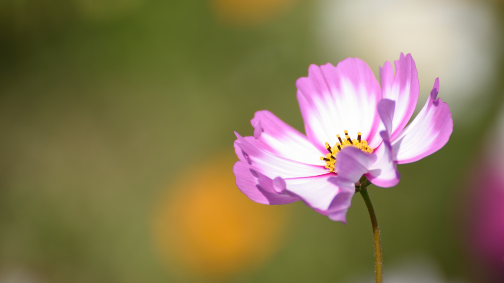 今年最後？の秋桜
