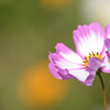 今年最後？の秋桜