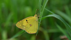 Yellow & Green