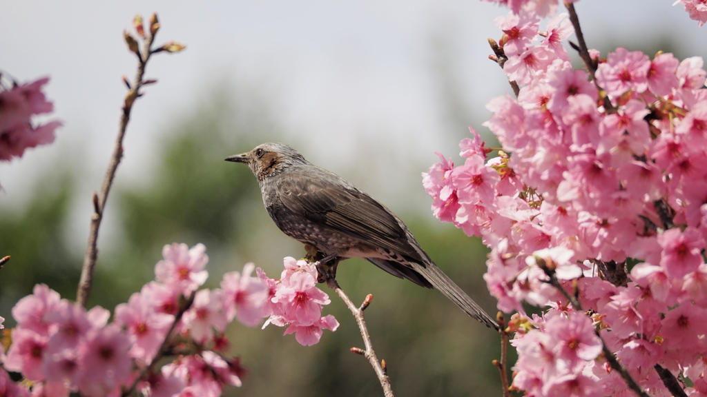 春はまだかな・・・？