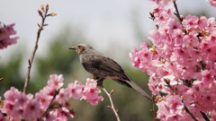 春はまだかな・・・？