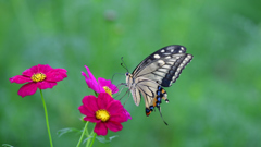 Papilio machaon