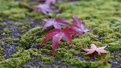 朝露に濡れて・・・