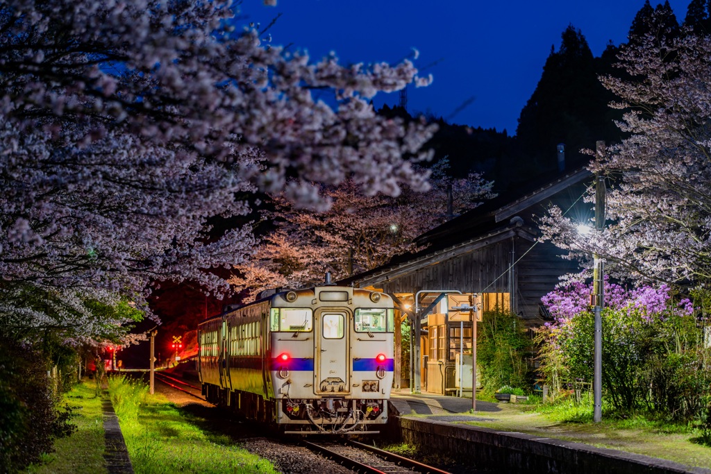 春の夜の夢