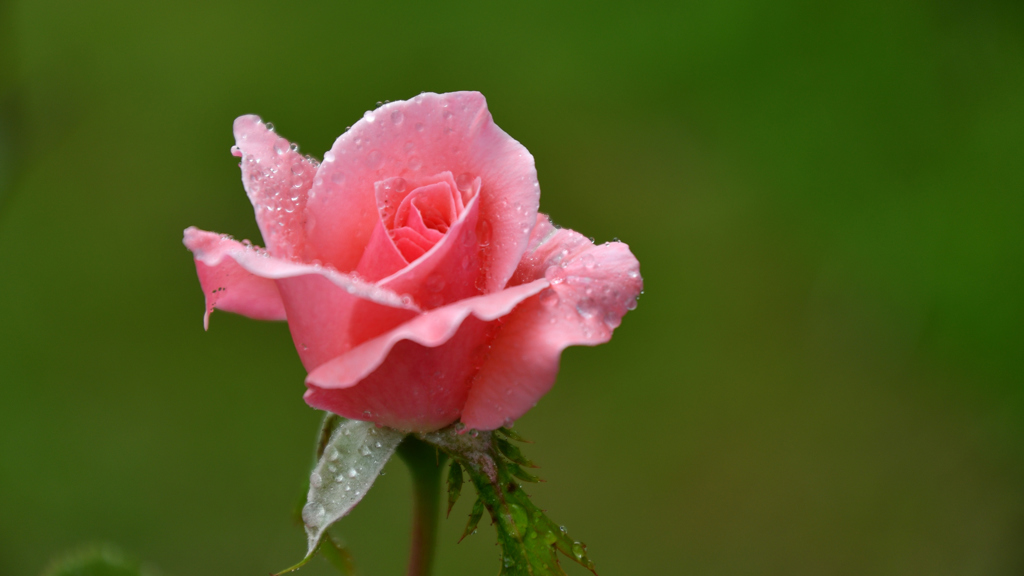 Summer Rose