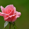 Summer Rose