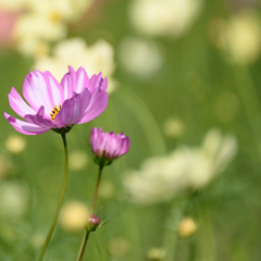 The PINK in YELLOW