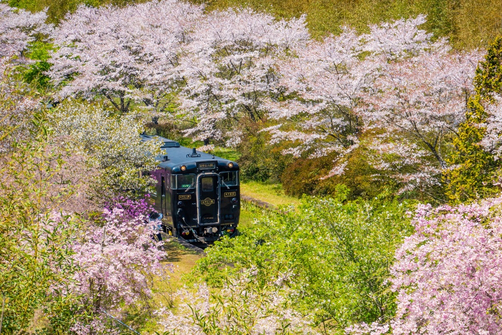 桜前線北上中!!