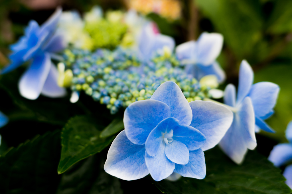 紫陽の花