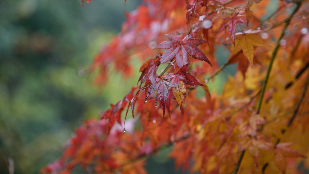 紅葉　in the RAIN