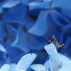 The Kamakiri in Blue