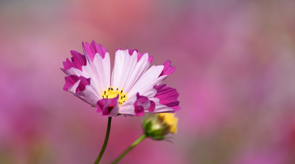 ユニーク秋桜