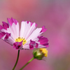 ユニーク秋桜