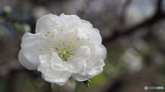 Pure Pure White